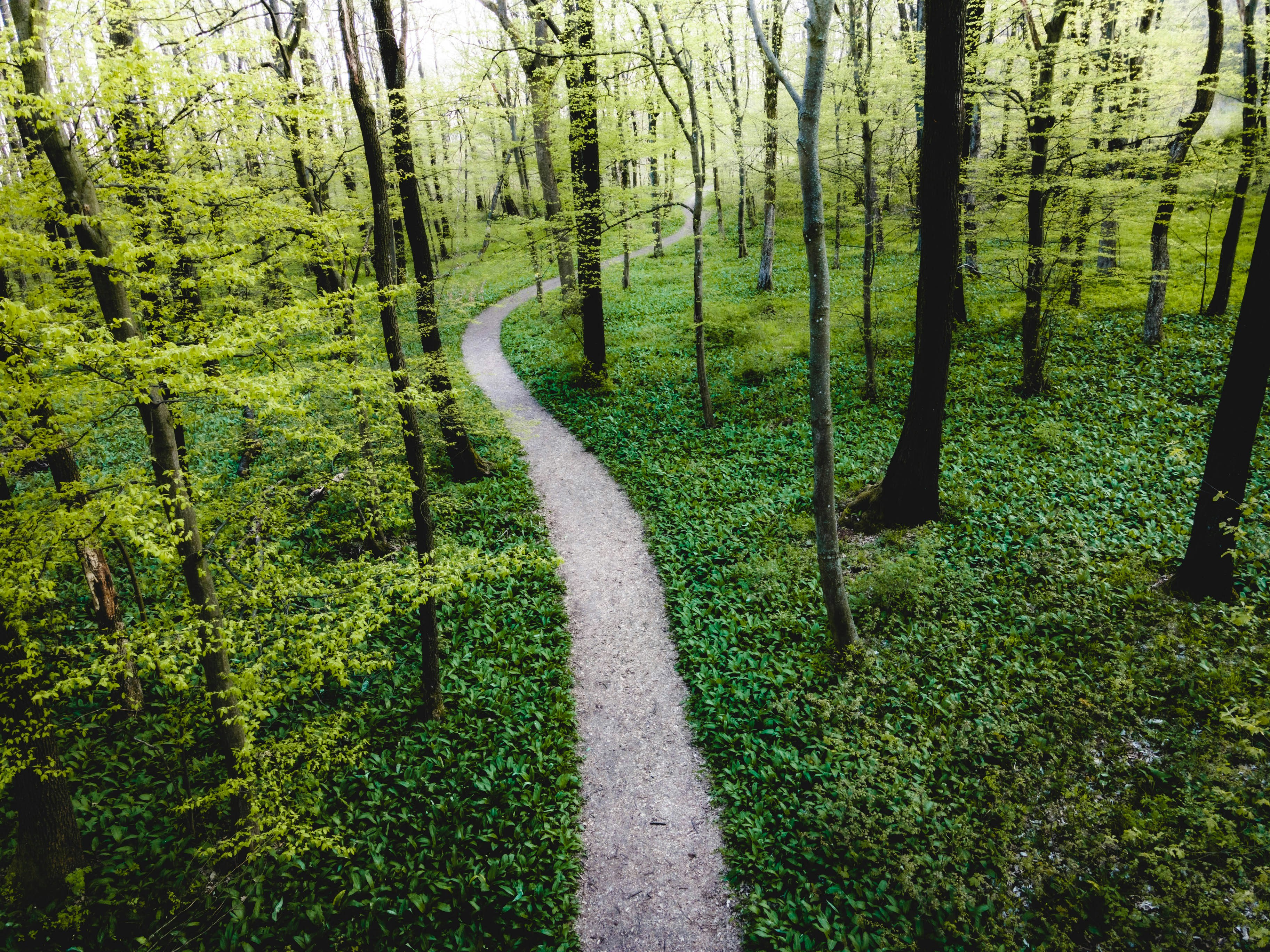 green grass and trees during daytime